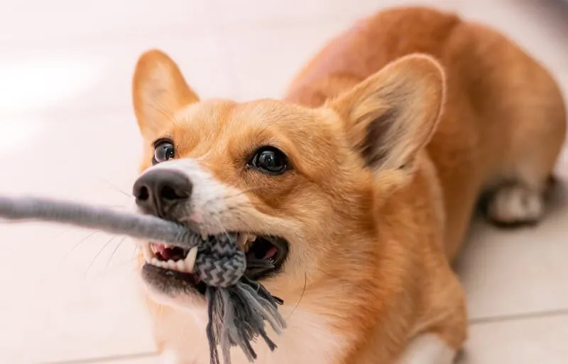 Shutterstock 1481233058 1762370569